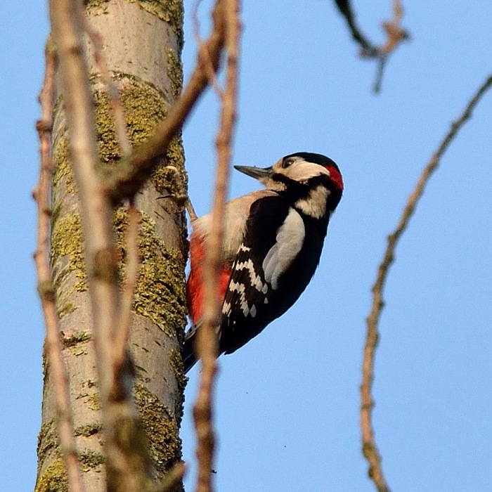 Grote Bonte Specht